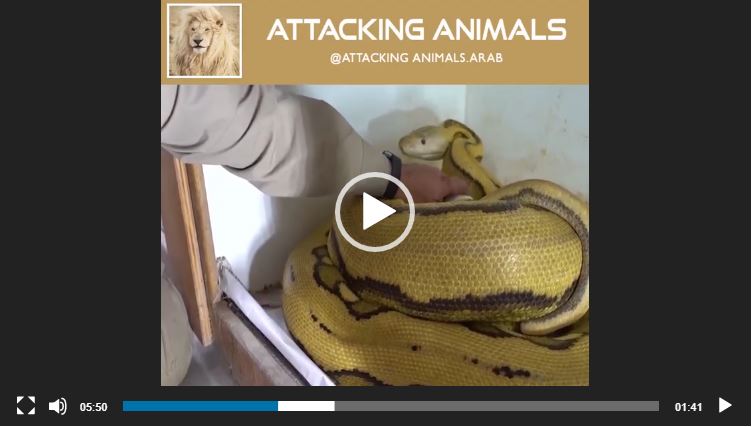 حصاد بيض الثعبان الكبير – مهاجمة الحيوانات