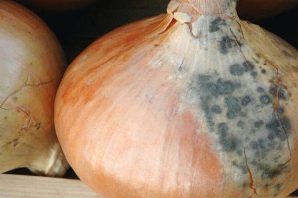 حذار من البصل المتعفن ولو جزئيا حذار من البصل المتعفن ولو جزئيا