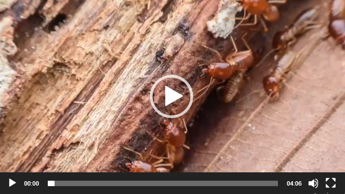 ميت يتواصل مع شركة خدمات