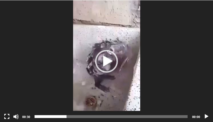 هل سمعتم بحمام الجرابيع ..شاهدوه