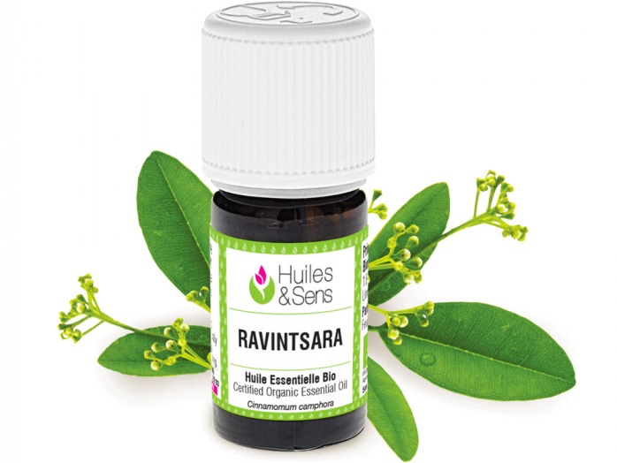 Pour les personnes vulnérables à coronavirus : Une cure de propolis s’impose