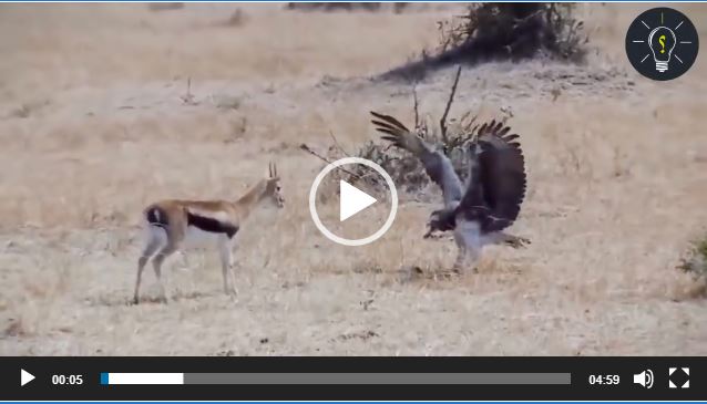 عندما يكون النسر جائعا لا يعرف المستحيل