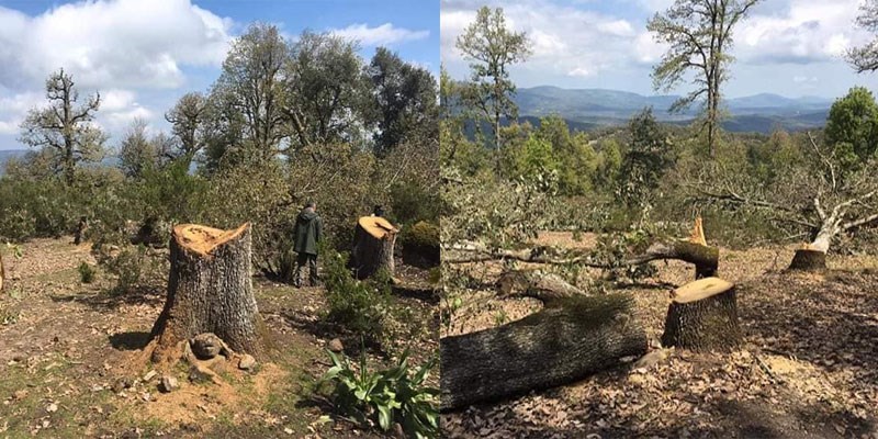 على غرار ما وقع خلال الثورة :  استغلال المنتوجات الغابية وتحوز على ملك الدولة زمن الكورونا