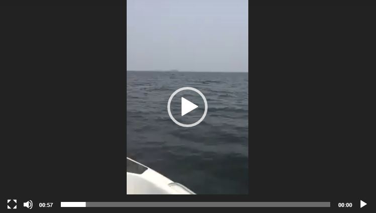 شاهد: فيل يسبح في عمق البحر