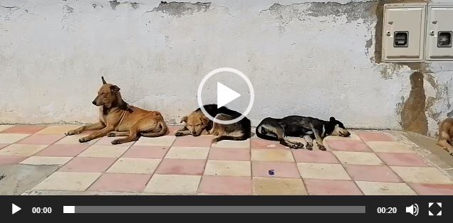 شد دارك هههههه