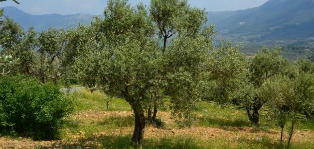 جندوبة.. قرعة للقبض على عصفور الزيتون