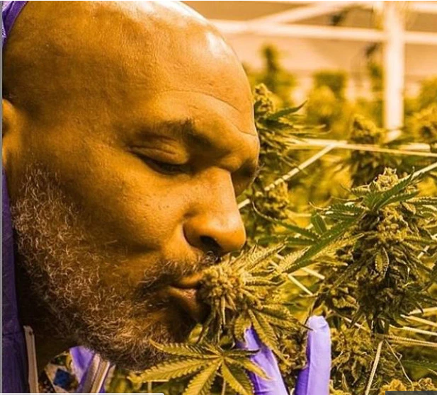 كورونا تعيد تايزون الى الحلبة