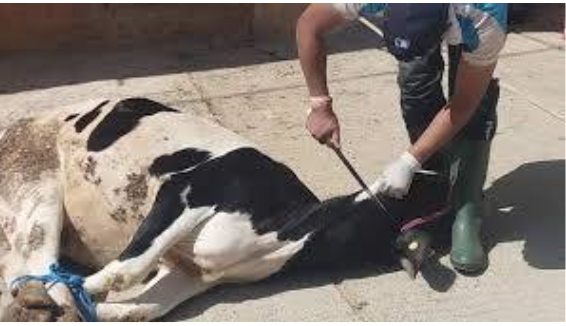 نابل: إيقاف جزار ذبح بقرة مصابة ببوصفير