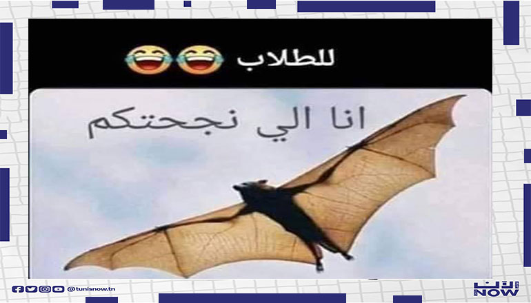 الخفاش صاحب الفضل