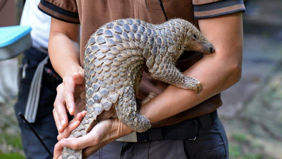 رغم ما قيل عن دوره في الجائحة: آكل النمل الحرشفي مازال يباع على نطاق واسع