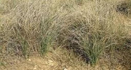 2600 محضر و6 حرائق: اعتداءات بالجملة على منابت الحلفاء بالقصرين