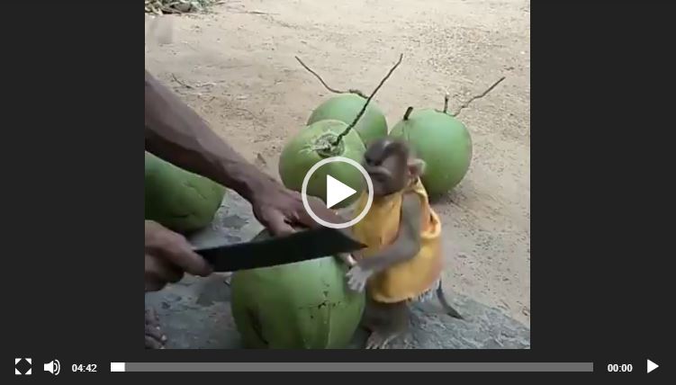 شاهد :براءة القردة