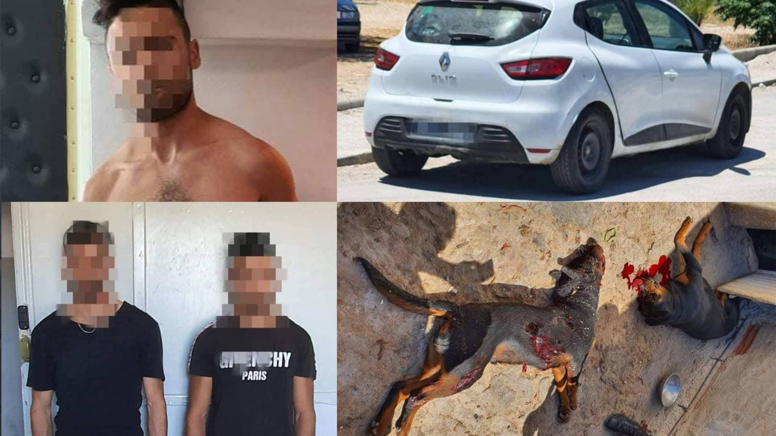 يستعملون كلاب شرسة لترويع المواطنين وهذا ماحجز لديهم  : هكذا تمت الإطاحة بـ