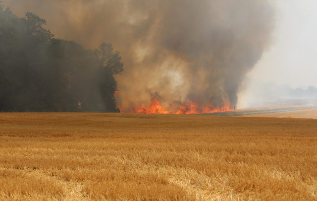 بين باجة ومجاز الباب :حريقان متزامنان  يلتهمان 8  هكتارات من مزارع القمح