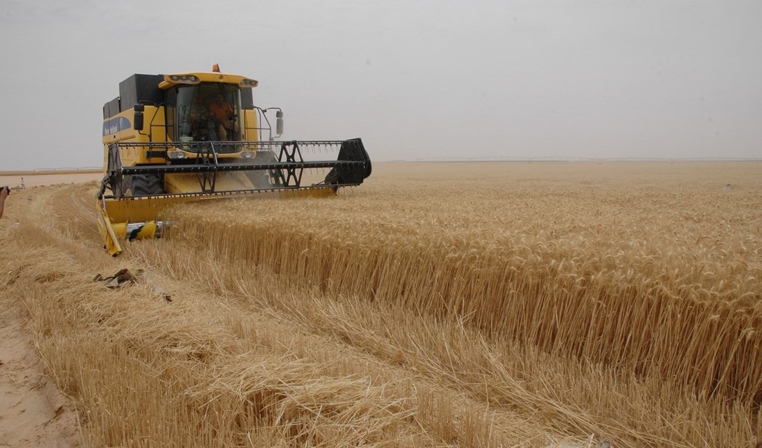 صابة الحبوب بسوسة تتراجع إلى هذا الحدّ