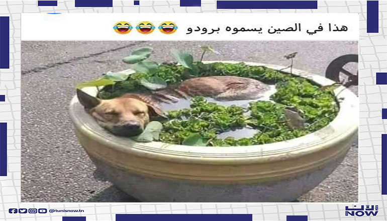 الحساء الصيني ههه