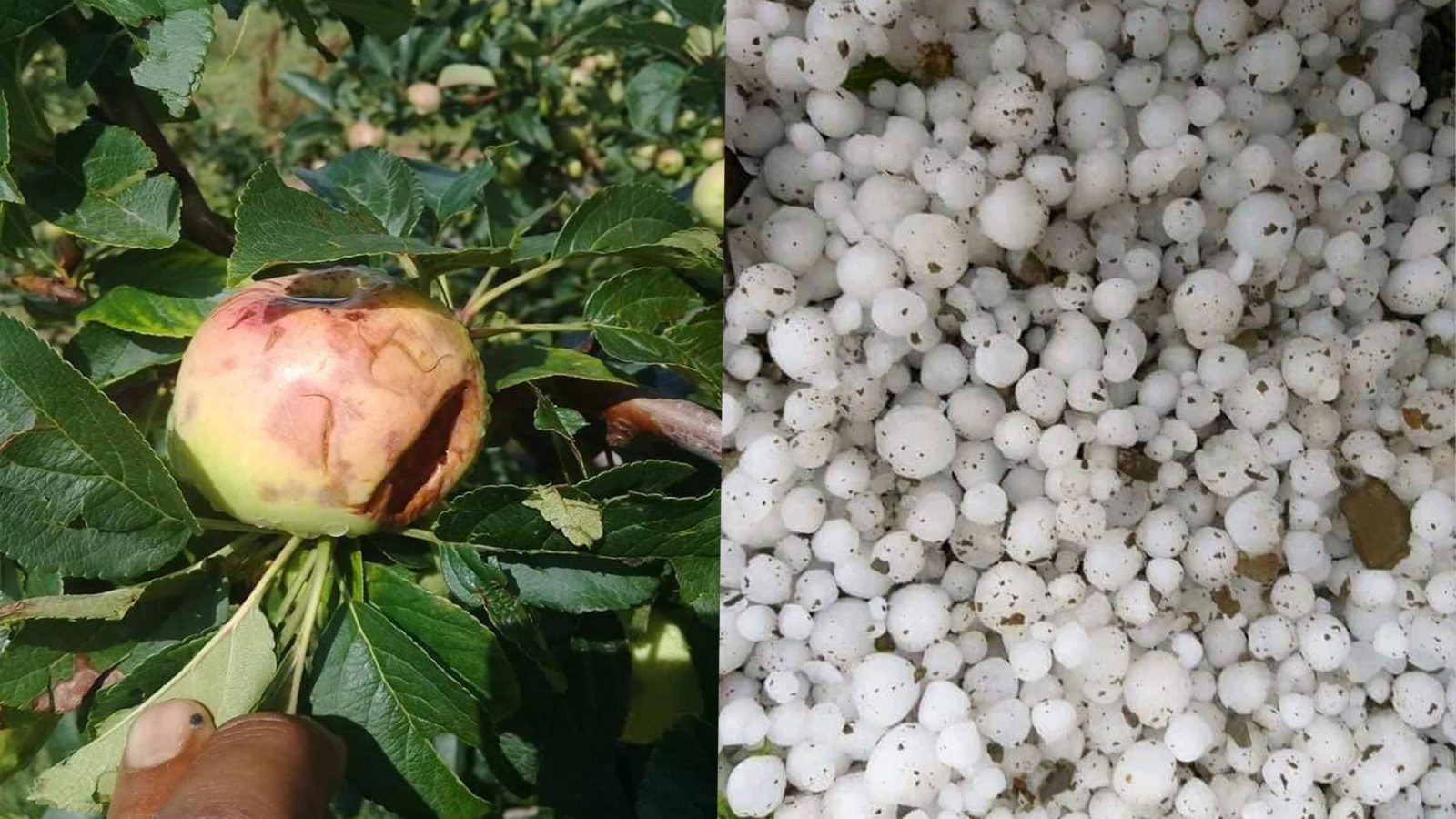 البرد يخلف أضرارا لصابة التفاح بسبيبة