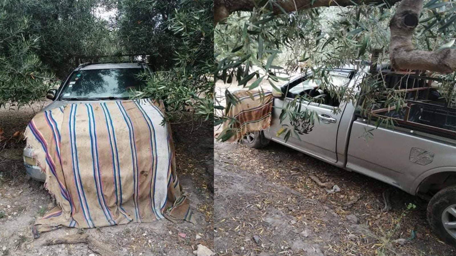 مجاز الباب :الكشف عن شاحنة تستعمل للسرقة مخفية بين الزياتين