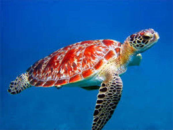 مشهد صادم سلحفاة عملاقة تصطاد طائرا وتأكله في (فيديو)