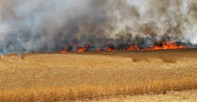 سبيطلة :شكوك حول حريق أتى على ربع هكتار من الحلفاء