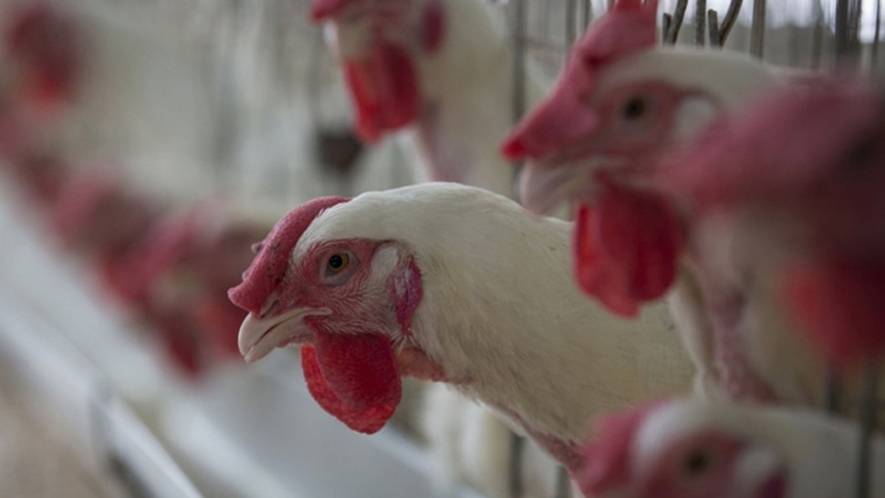تراجع انتاج الدواجن ..وأصابع الاتهام تتجه لكورونا