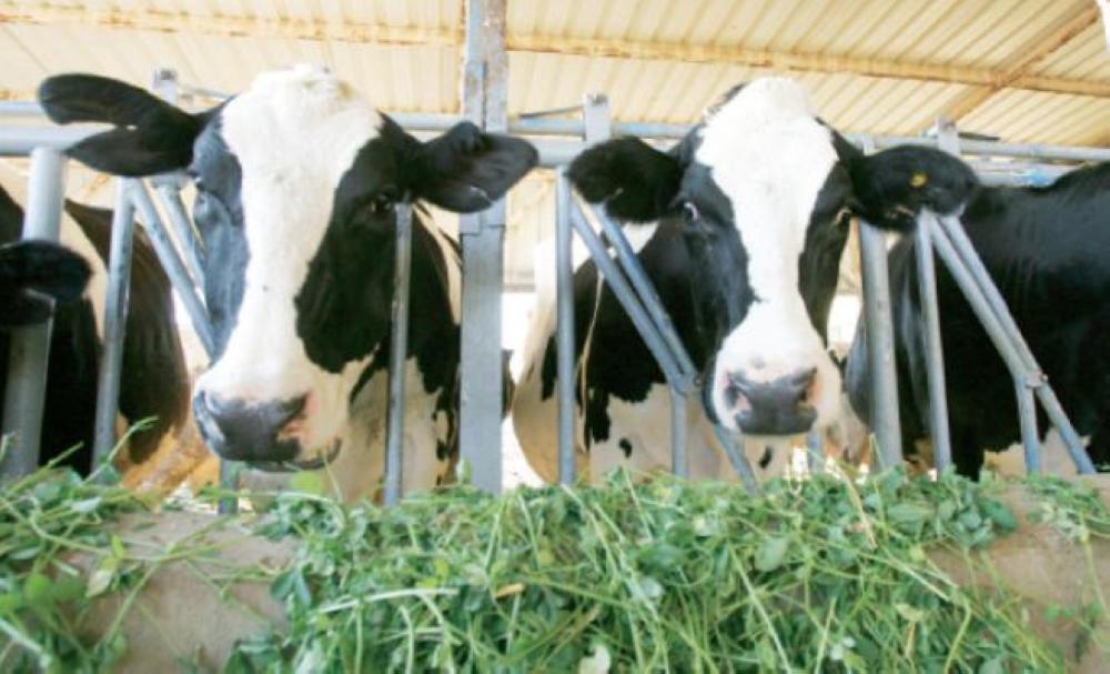 ممثلو القطاع يلوحون: الإيقاف الكلي لنشاط منظومة الحليب