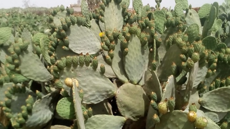 صفاقس :65 صفيحة زطلة في “طابية “هندي بطريق العين