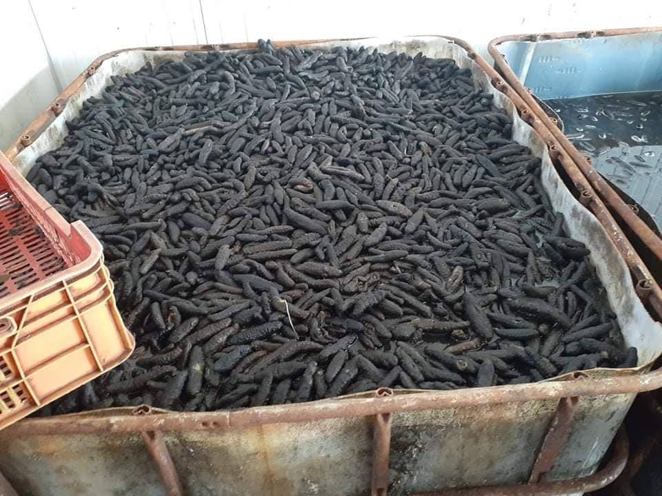 بنزرت: حجز 6 أطنان من المنتوجات البحرية في مخزن غير مرخص