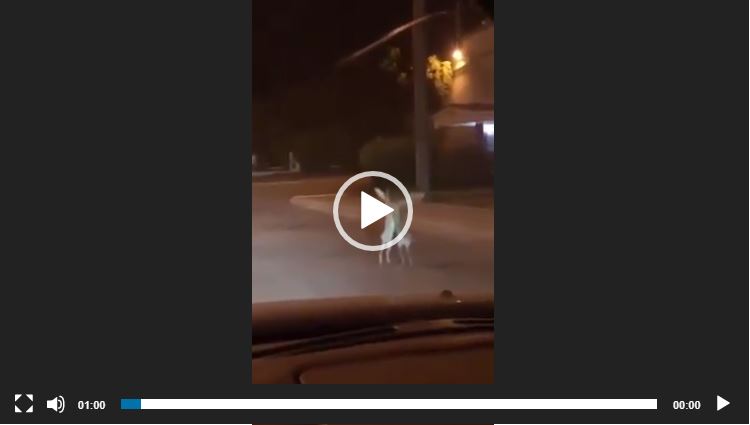 شاهد:صراع الأرانب ههههه