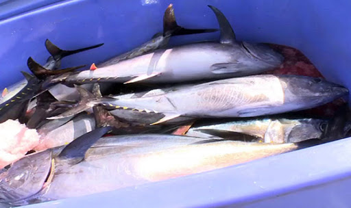 المهدية/ حجز أطنان من التن الأحمر على ظهر مراكب أجنبية