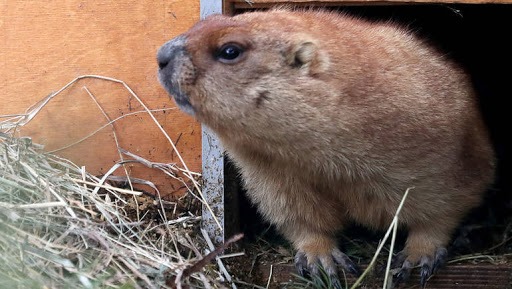 حقائق مذهلة عن الطاعون الأسود ..وطبيب تونسي في الصين يحذر منه