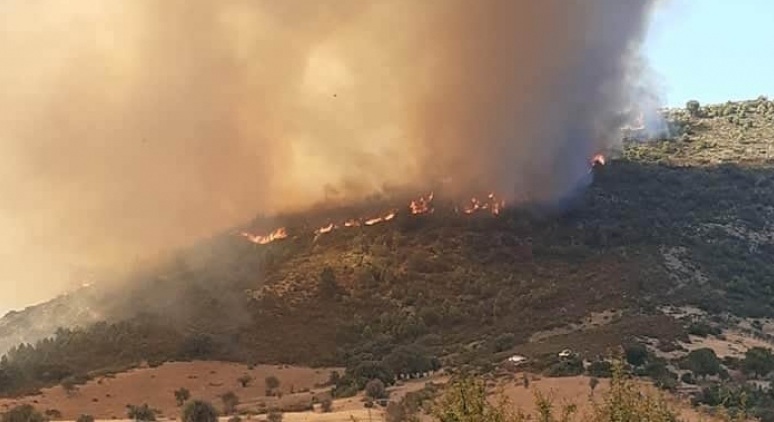 جندوبة/ 20 هكتارا من الغابات تلتهمها النيران