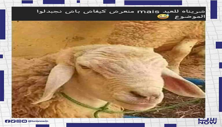 علوش العيد ههههه