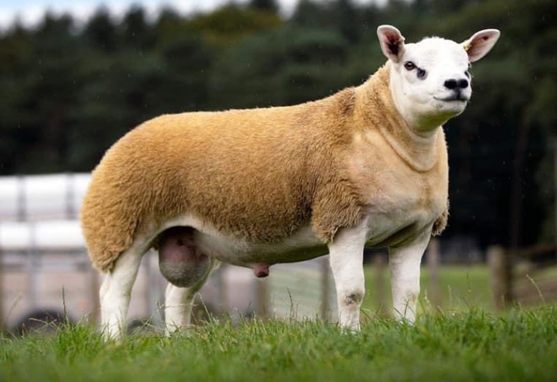 علوش بمليار و315 ألف دينار… ” شكون زاد”؟