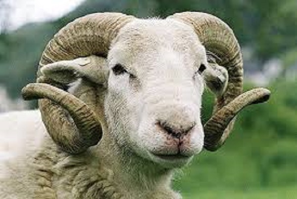 طريف/كبش يلتهم 30 ألف دينار و يحيل صاحبه الى الإنعاش