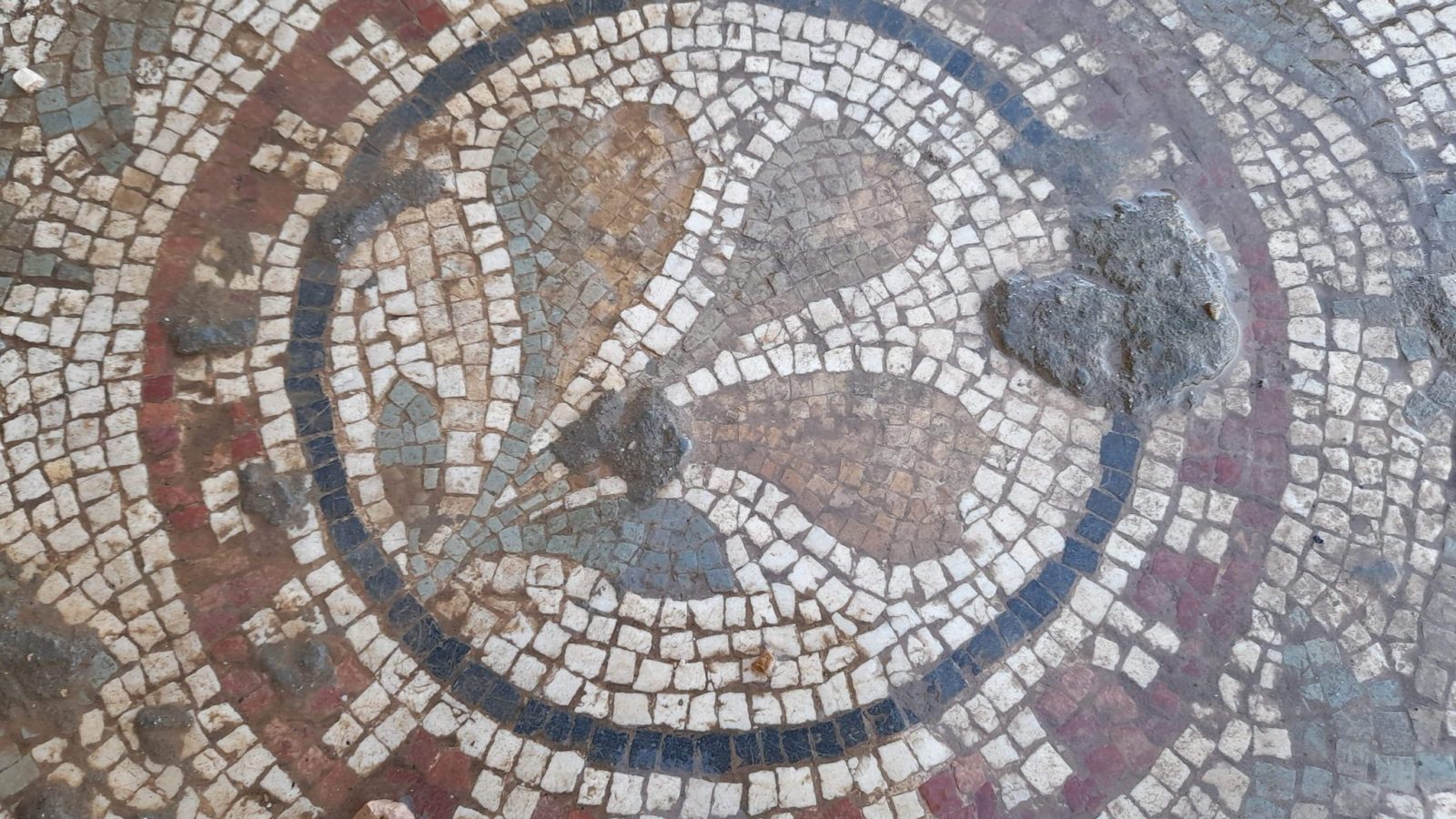 كشف أثر: فسيفساء وقطع نقدية في برج العامري (صور)