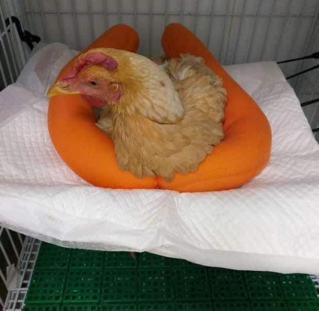 سويسري يخضع دجاجته الى عملية جراحية في مصر !!!