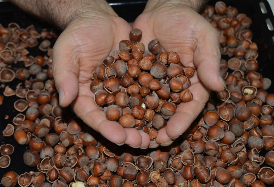 كان يجمع البندق في الغابة: صعقة كهربائية تودي بحياة شاب كان يجمع البندق في الغابة: صعقة كهربائية تودي بحياة شاب