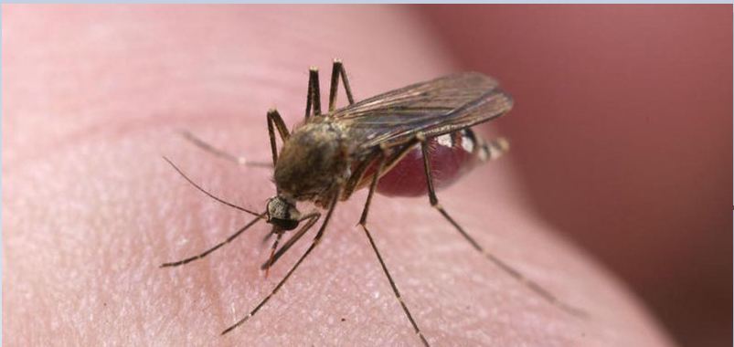 خطير / بعوض آسيوي يجتاح إفريقيا ويهدد عشرات الملايين( يهم ليبيا، تونس والجزائر)