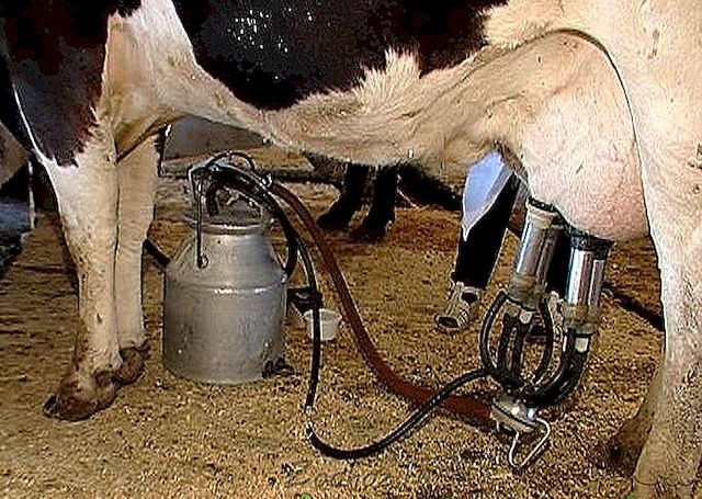 الرقاب: وفاة امرأة بصعقة كهربائية بينما كانت تحلب بقرة