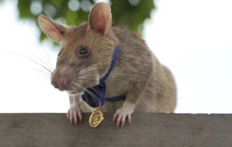 حكاية فأر إكتسب شهرة عالمية ، و توج بميدالية ذهبية !!