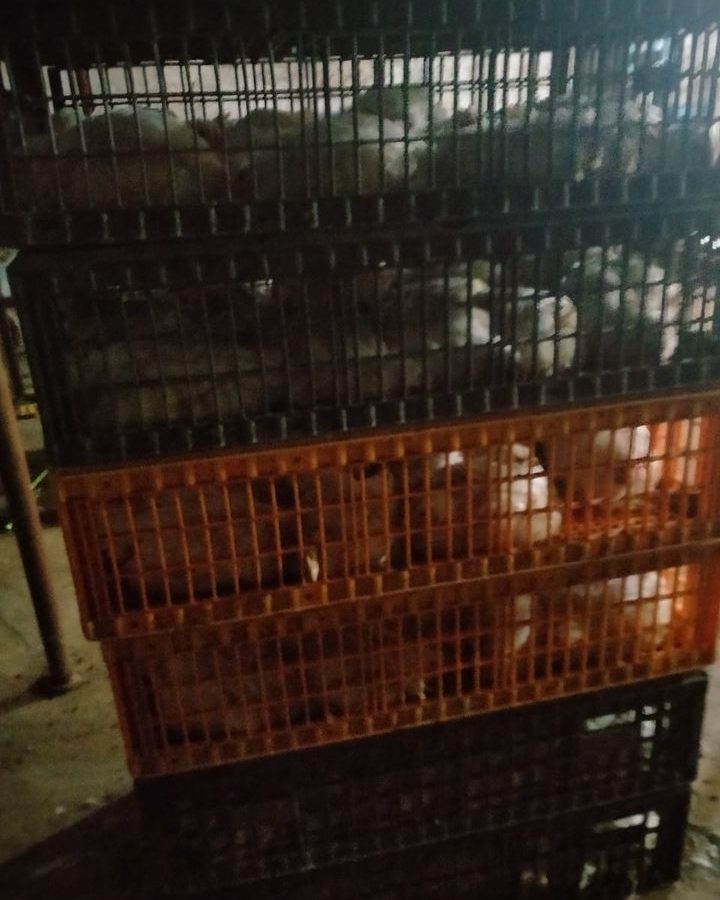 قربة/ ضبط شخص بصدد ذبح الدجاج في منزل مهجور (صور)