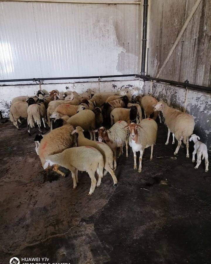 منزل بوزلفة: حجز 36 رأس غنم مسروقة بعد مداهمة منزل (صور)