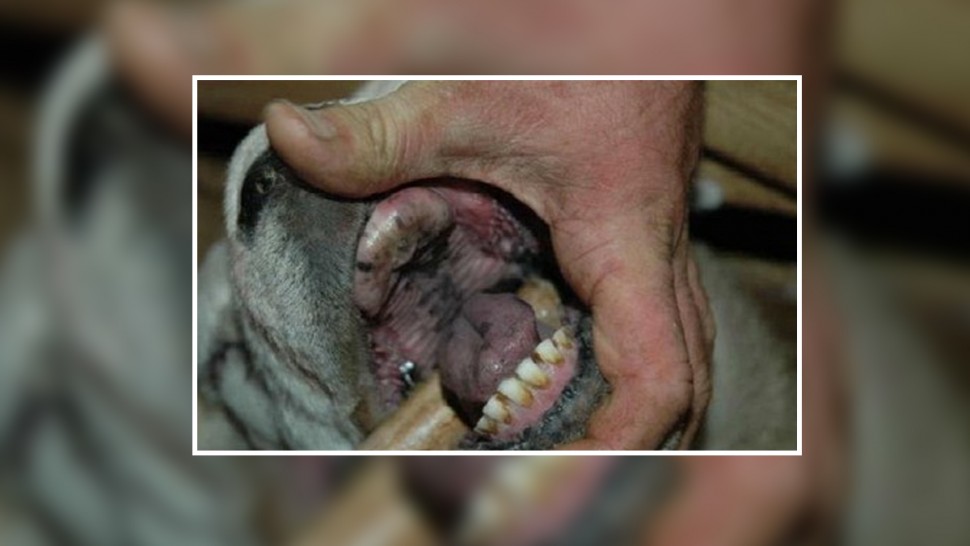 هذا عدد الإصابات بمرض اللسان الأزرق ومدى تأثيره على اللحوم الحمراء وصحة الانسان