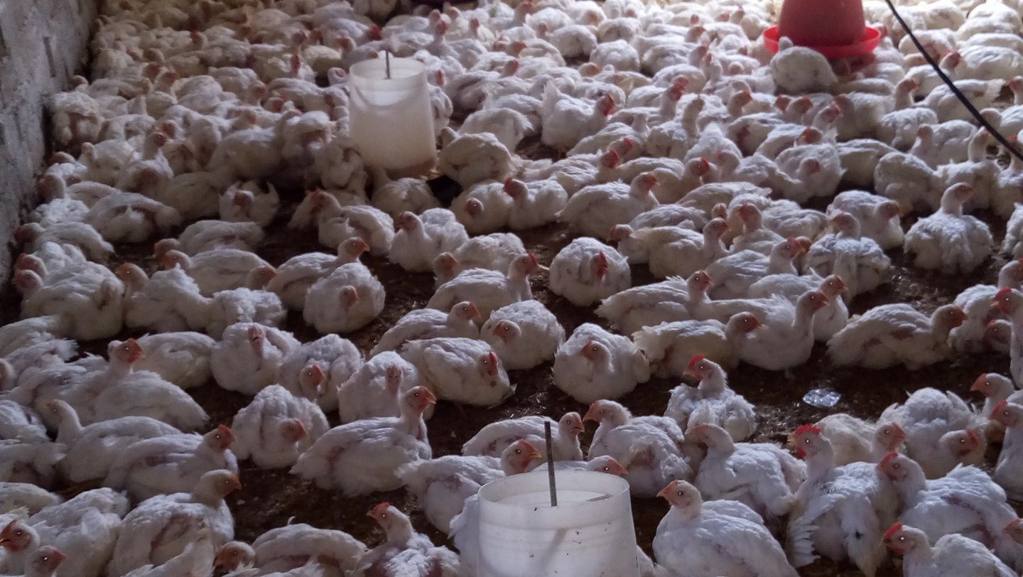 جامعة مربي الدواجن ترفض الترفيع في الأسعار جامعة مربي الدواجن ترفض الترفيع في الأسعار