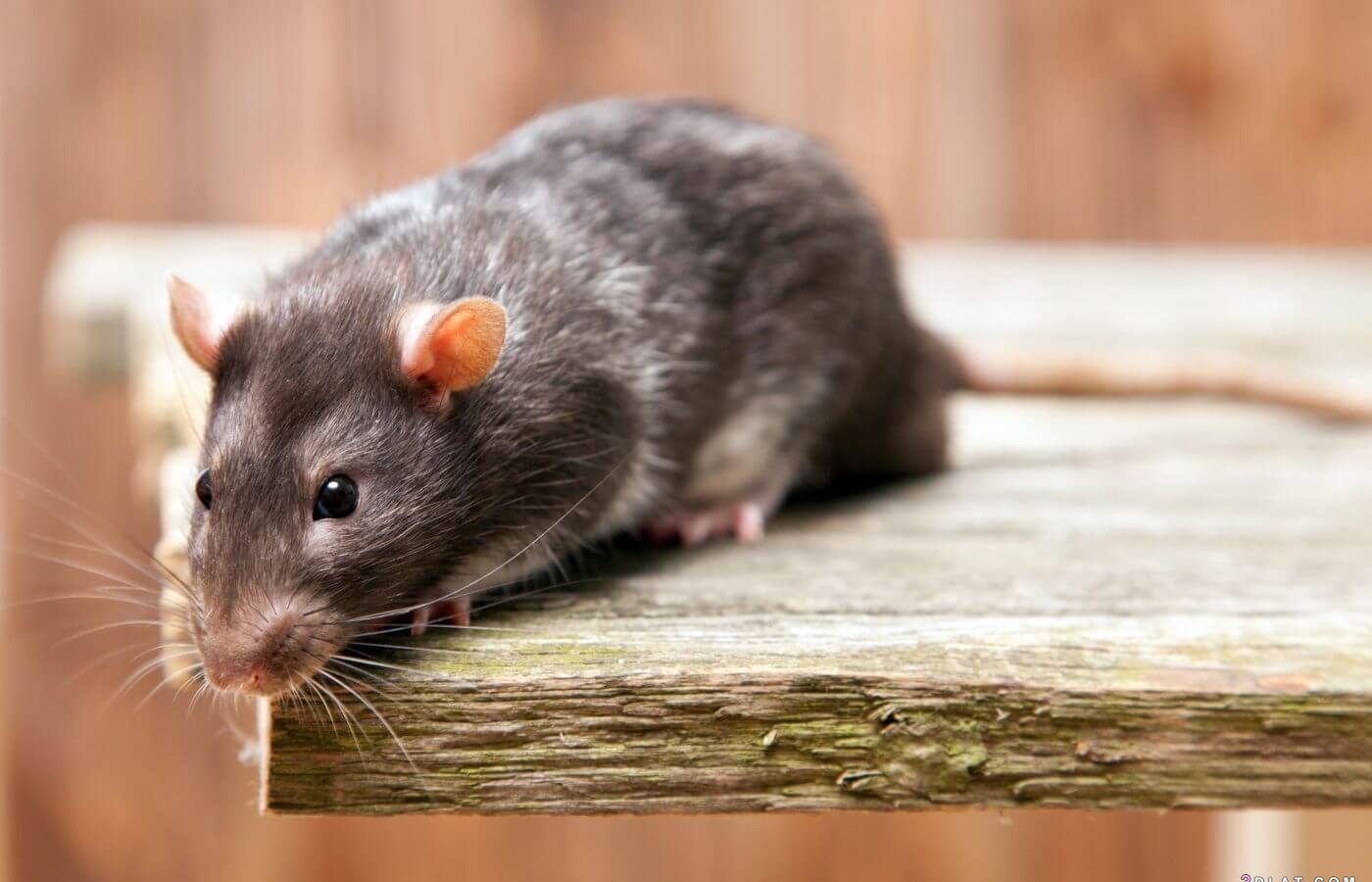 جرذ يتسبب في انقطاع التيار الكهربائي في الحمامات