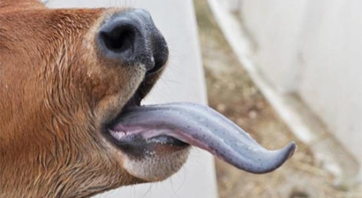 تونس.. تسجيل بؤر لمرض اللسان الأزرق