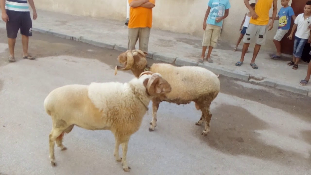 بسبب مصارعة أكباش /تبادل عنف وشجار كاد يتحول الى مجزرة