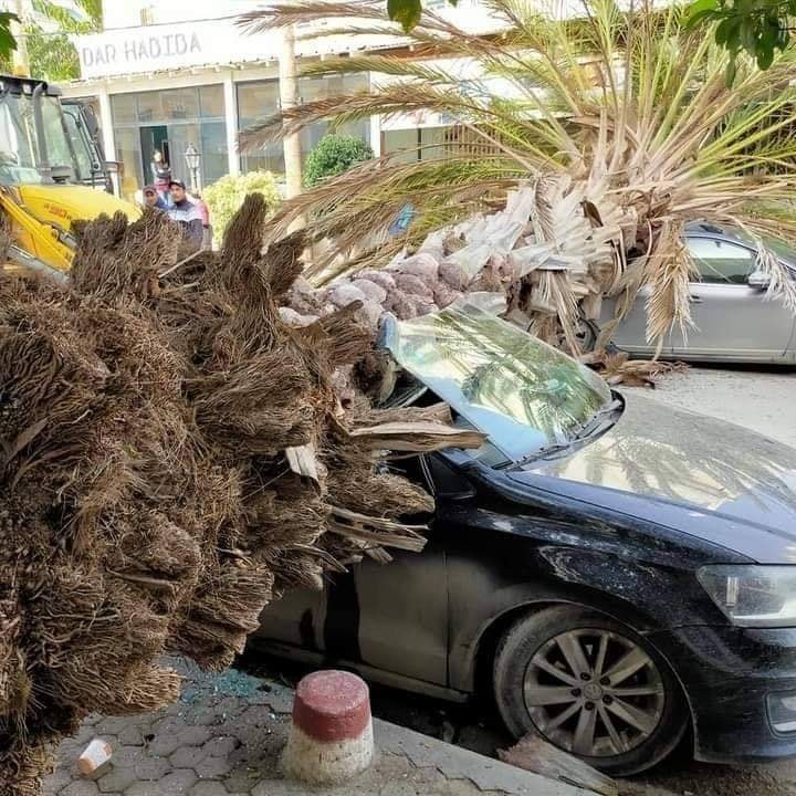 نابل: إصابة شخص وأضرار مادية في سقوط نخلة على سيارتين(صور)