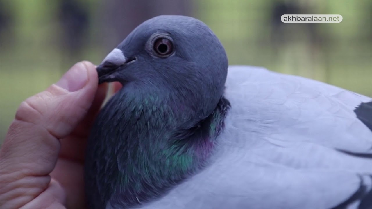 حمامة تباع في المزاد العلني بـ1.5مليون يورو